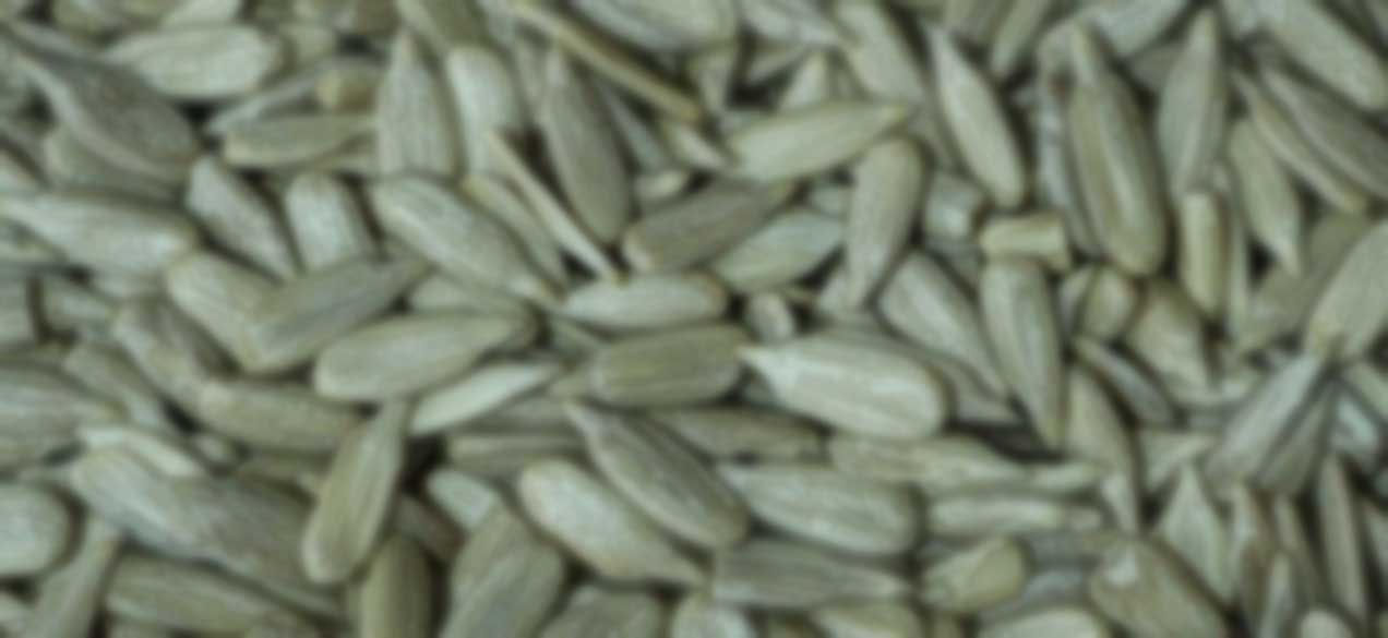 Sunflower Seed Kernel