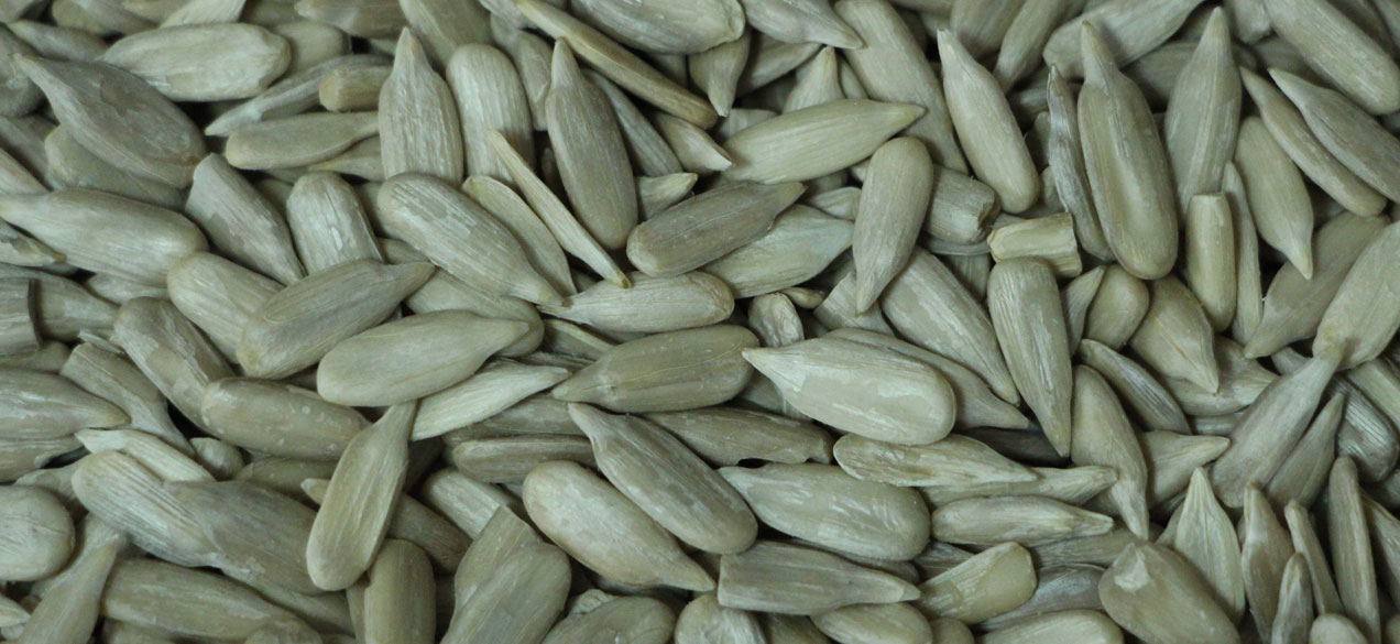 Sunflower Seed Kernel