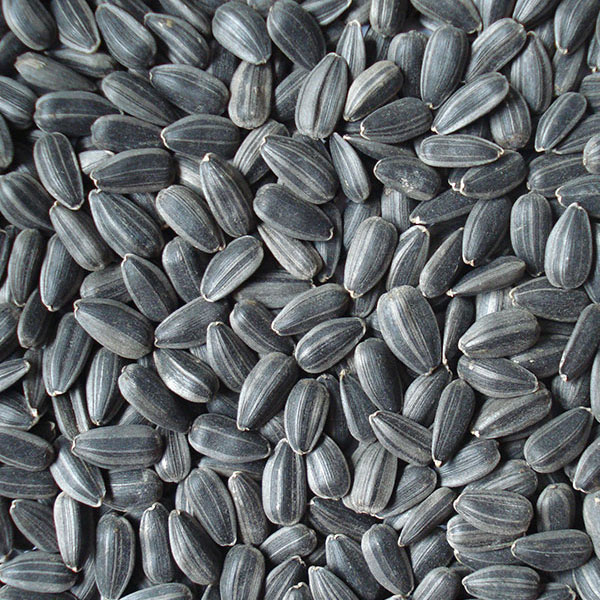 Sunflower seeds